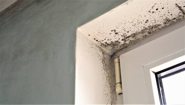 Best Environmental Consulting for Mold Prevention  in Aristocrat Ranchettes, CO