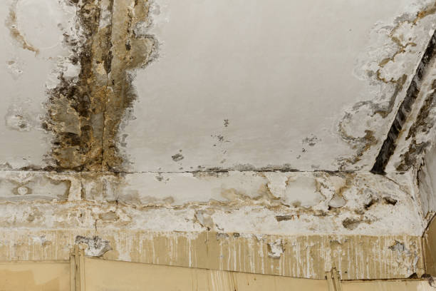 Best Basement Mold Removal  in Aristocrat Ranchettes, CO