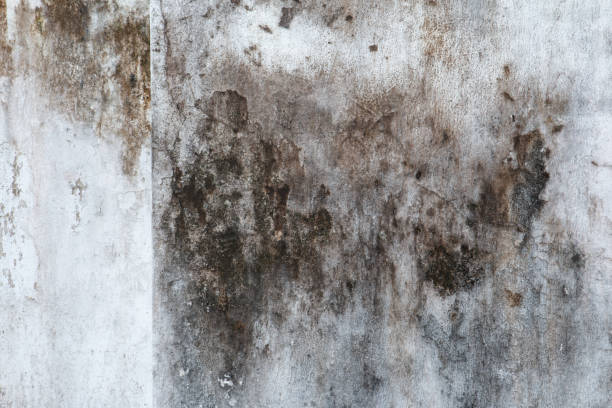 Best Forensic Mold Investigation  in Aristocrat Ranchettes, CO