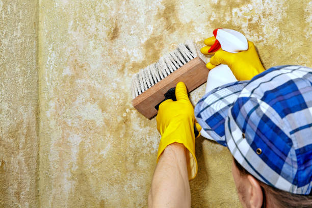 Best Mold Remediation for Rental Properties  in Aristocrat Ranchettes, CO
