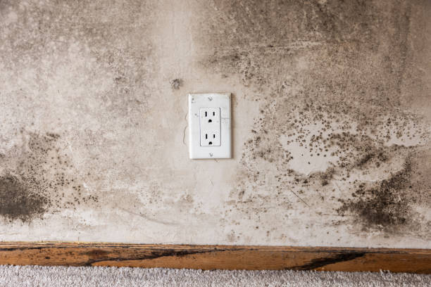 Reliable Aristocrat Ranchettes, CO Mold Removal Solutions